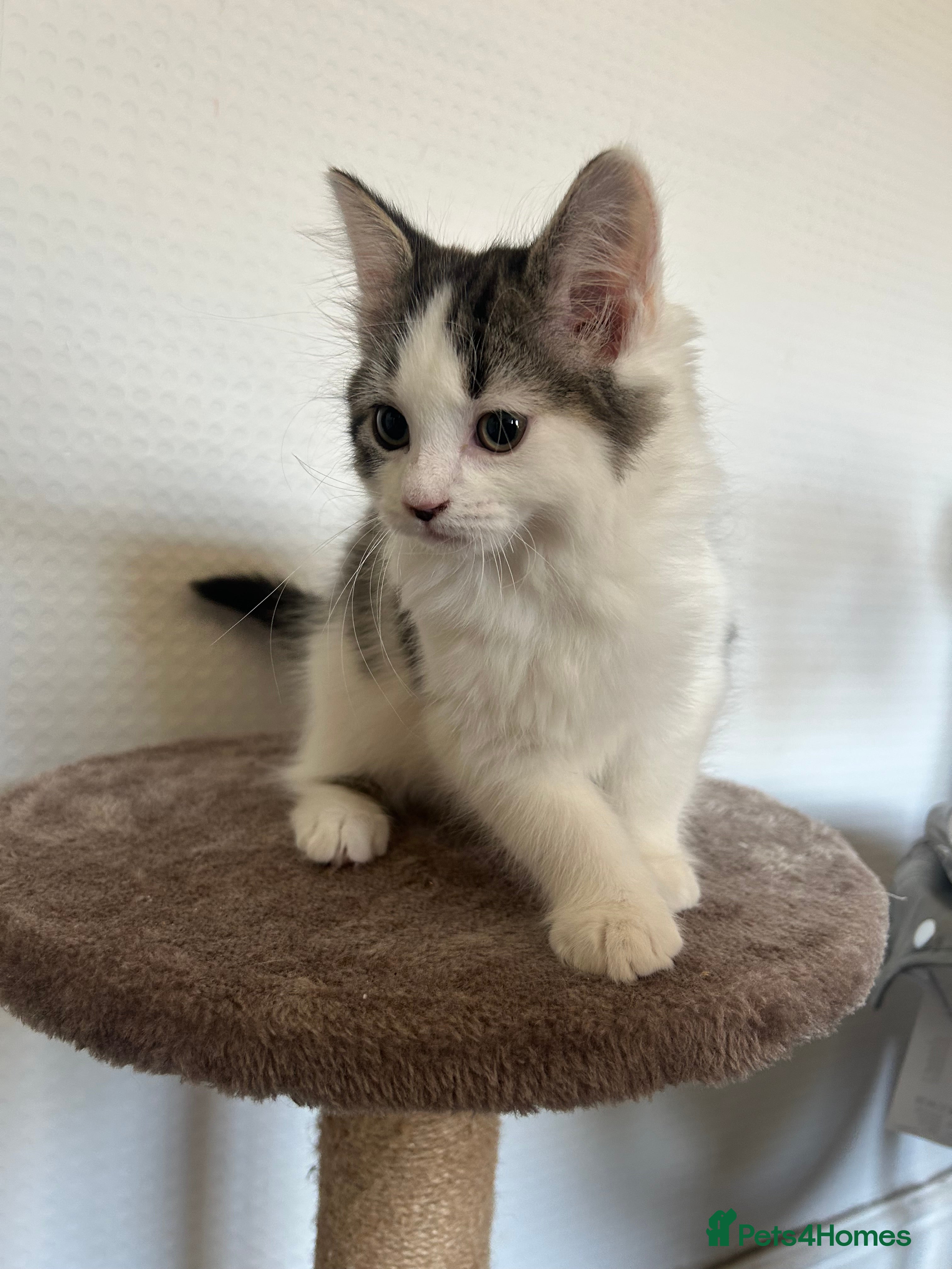Mixed Breed cats RAGDOLL X KITTENS 💕💙 - Advert 11