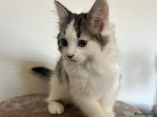 Mixed Breed cats RAGDOLL X KITTENS 💕💙 - Advert 5