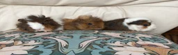 Guinea Pig rodents for sale: Gorgeous Guinea Pigs - Advert 1