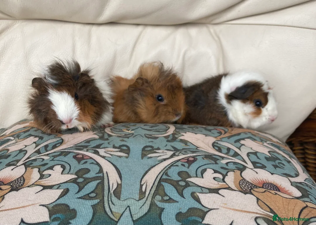 Guinea Pig rodents for sale: Gorgeous Guinea Pigs - Advert 1