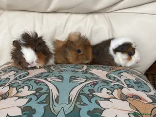 Guinea Pig rodents Gorgeous Guinea Pigs - Advert 1