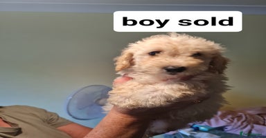 Poochon dogs - Advert 11