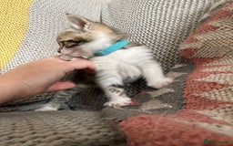 European cats for sale: Beautiful Tabby kittens  - Image 2