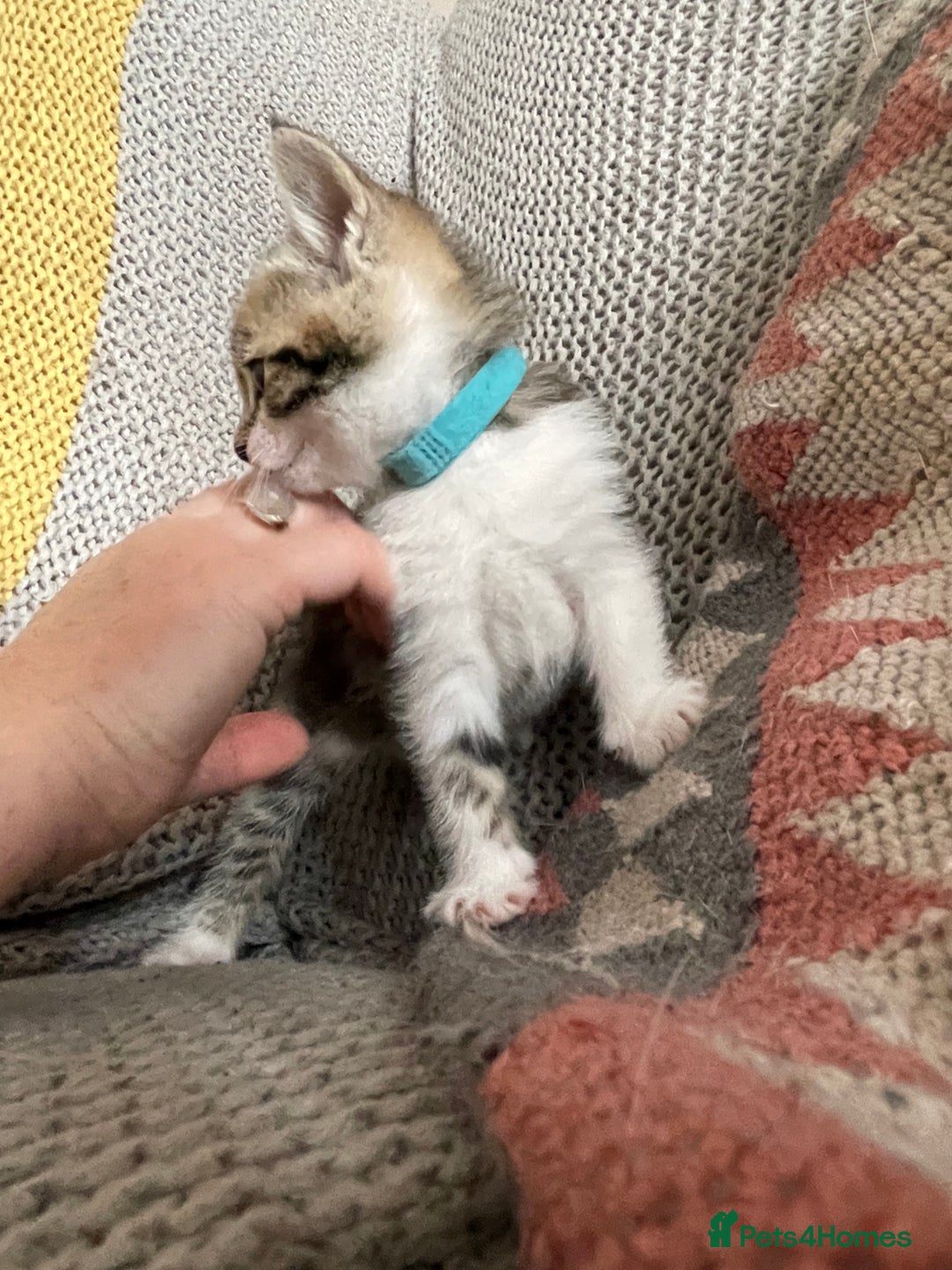 European cats for sale: Beautiful Tabby kittens  - Image 2