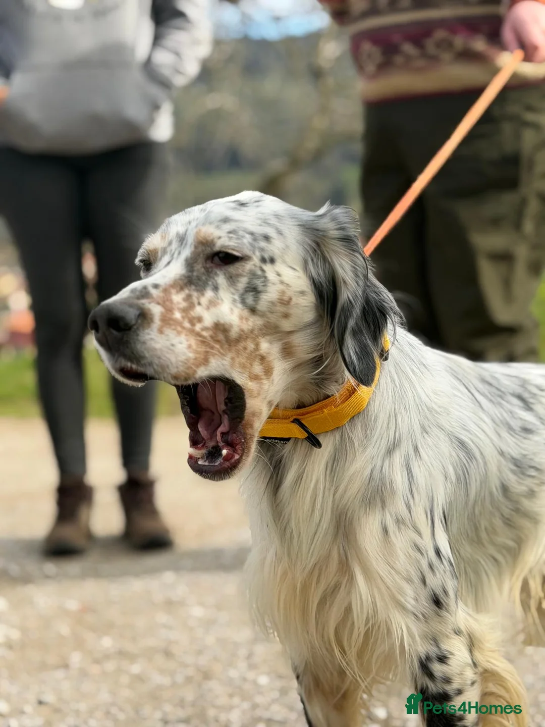English Setter dogs for adoption: Oreka - Advert 11