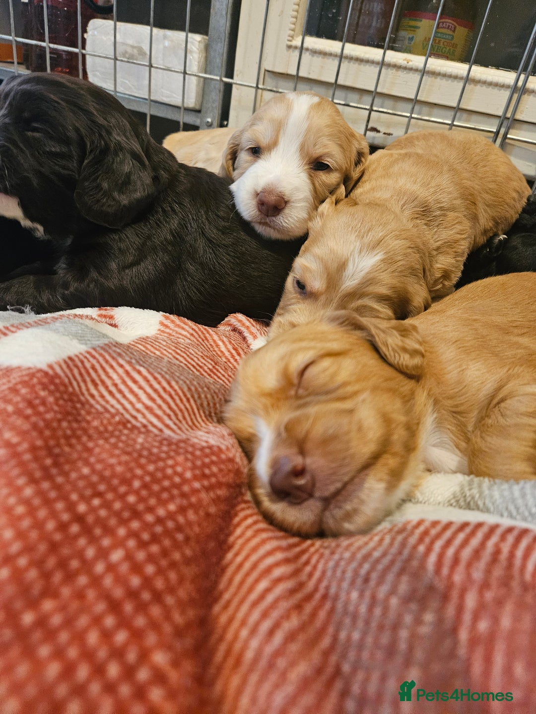 Sprocker dogs for sale: Sprocker Spaniel pups - born 28/08/25 - Image 16