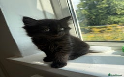 Persian cats for sale: Persian BSH kittens ready next weekend - Image 15