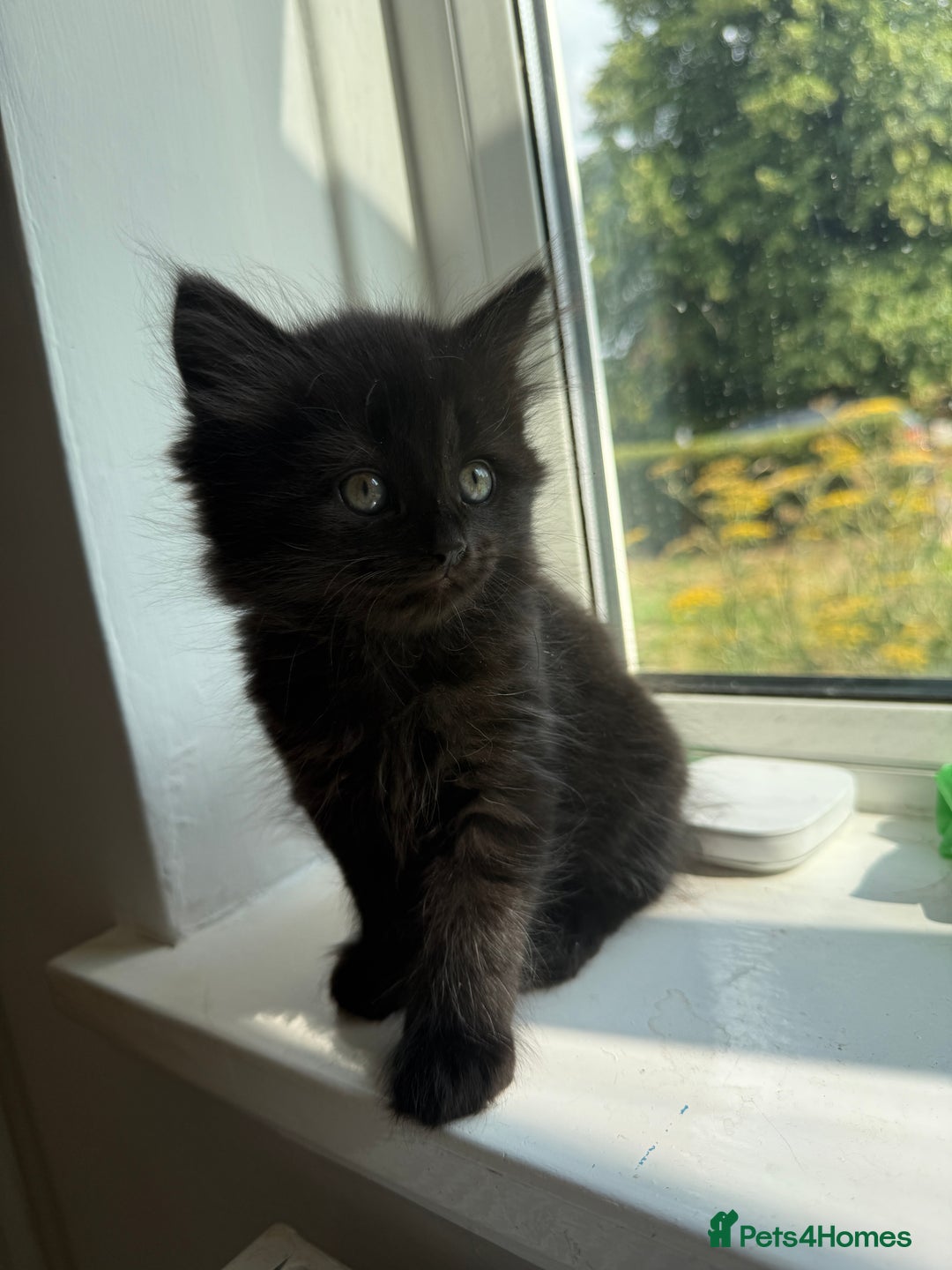 Persian cats for sale: Persian BSH kittens ready next weekend - Image 15