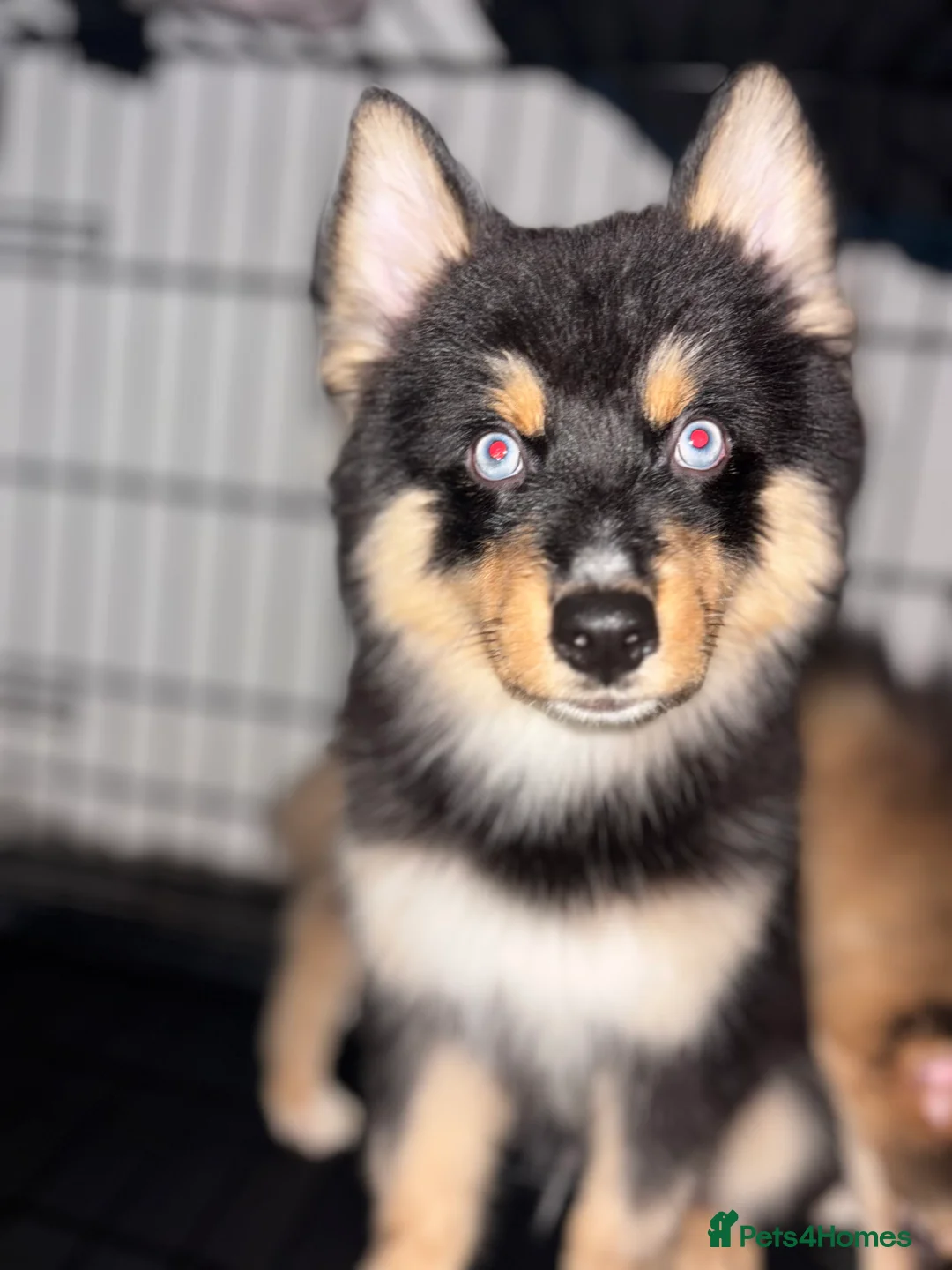 Pomsky dogs for sale: Skye and Sahara  - Advert 34