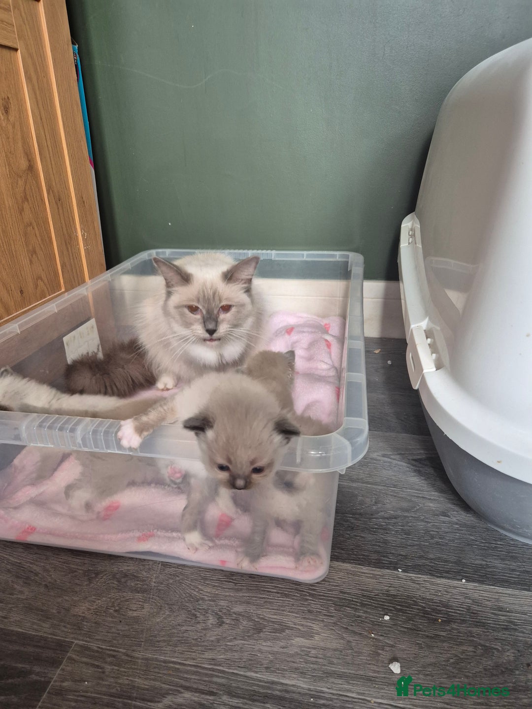 Ragdoll cats for sale: Beautiful Ragdoll Kittens - Image 7
