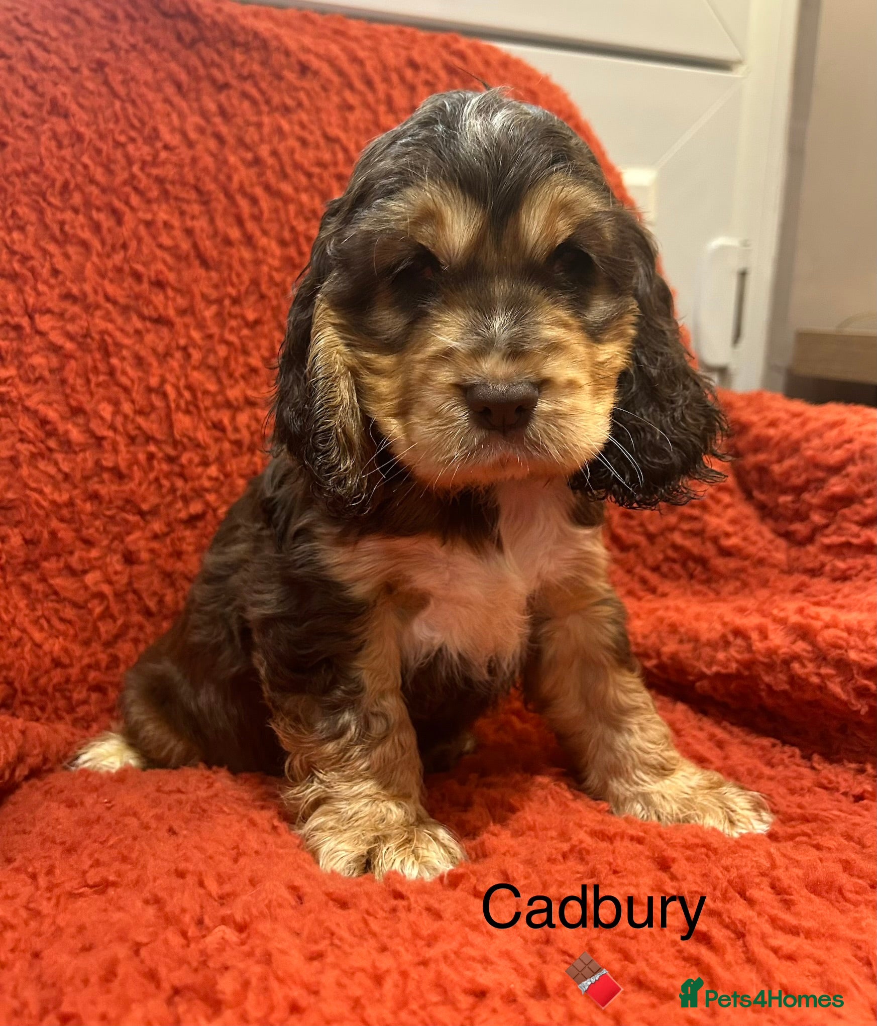 Cocker Spaniel dogs Fantastic show cocker boys extensively dna clear  - Advert 7