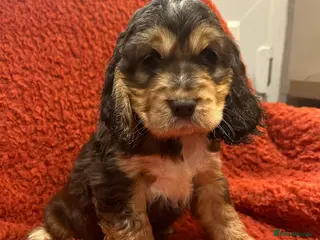 Cocker Spaniel dogs Fantastic show cocker boys extensively dna clear - Advert 7