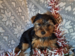 Yorkshire Terrier dogs Yorkshire Terrier Puppies – (2 left) - Advert 1