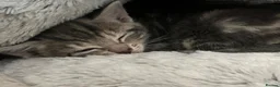 Mixed Breed cats for sale: 6 x grey tabby 1 x white - Advert 5