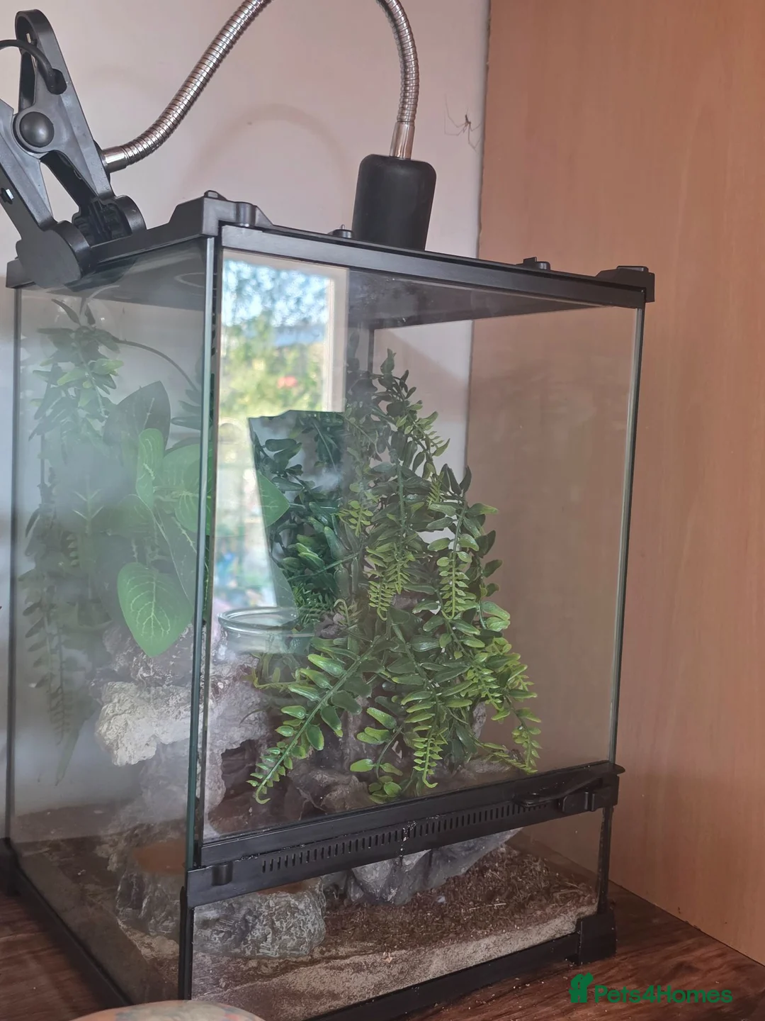 Gecko reptiles for sale: Fan footed female  - Advert 1