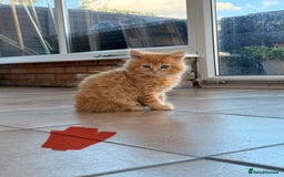 Maine Coon cats for sale: 🐾 Maine Coon Kittens X needing forever home 🐾 - Image 5