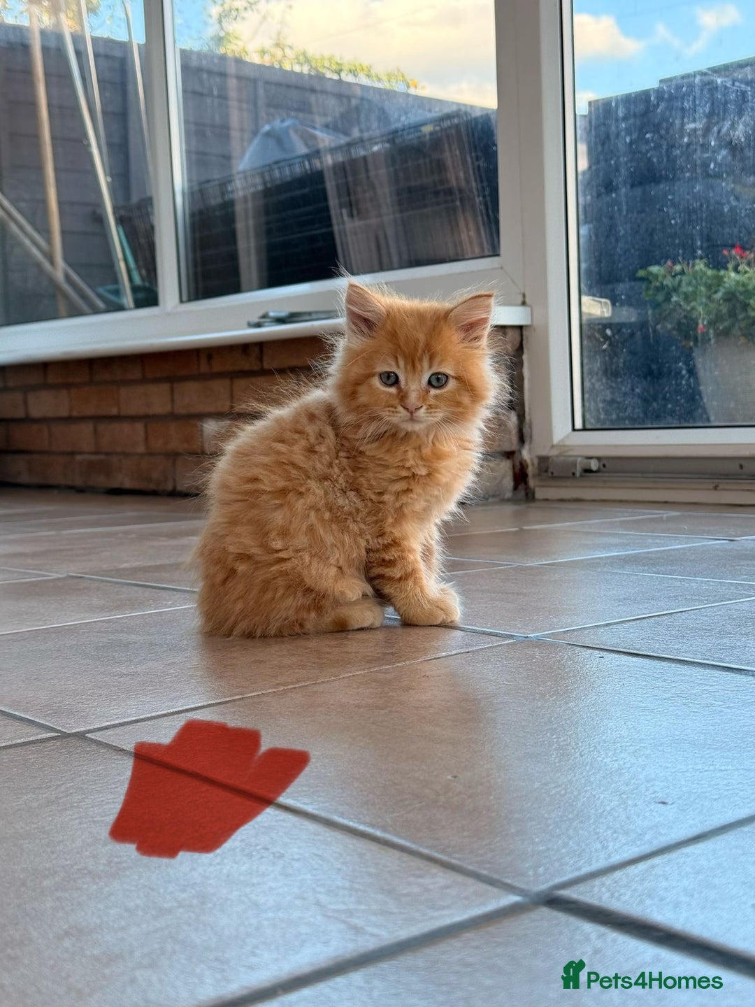 Maine Coon cats for sale: 🐾 Maine Coon Kittens X needing forever home 🐾 - Image 5
