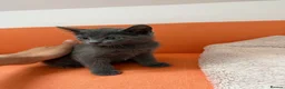 Russian Blue cats for sale: Russian blue kittens  - Advert 17