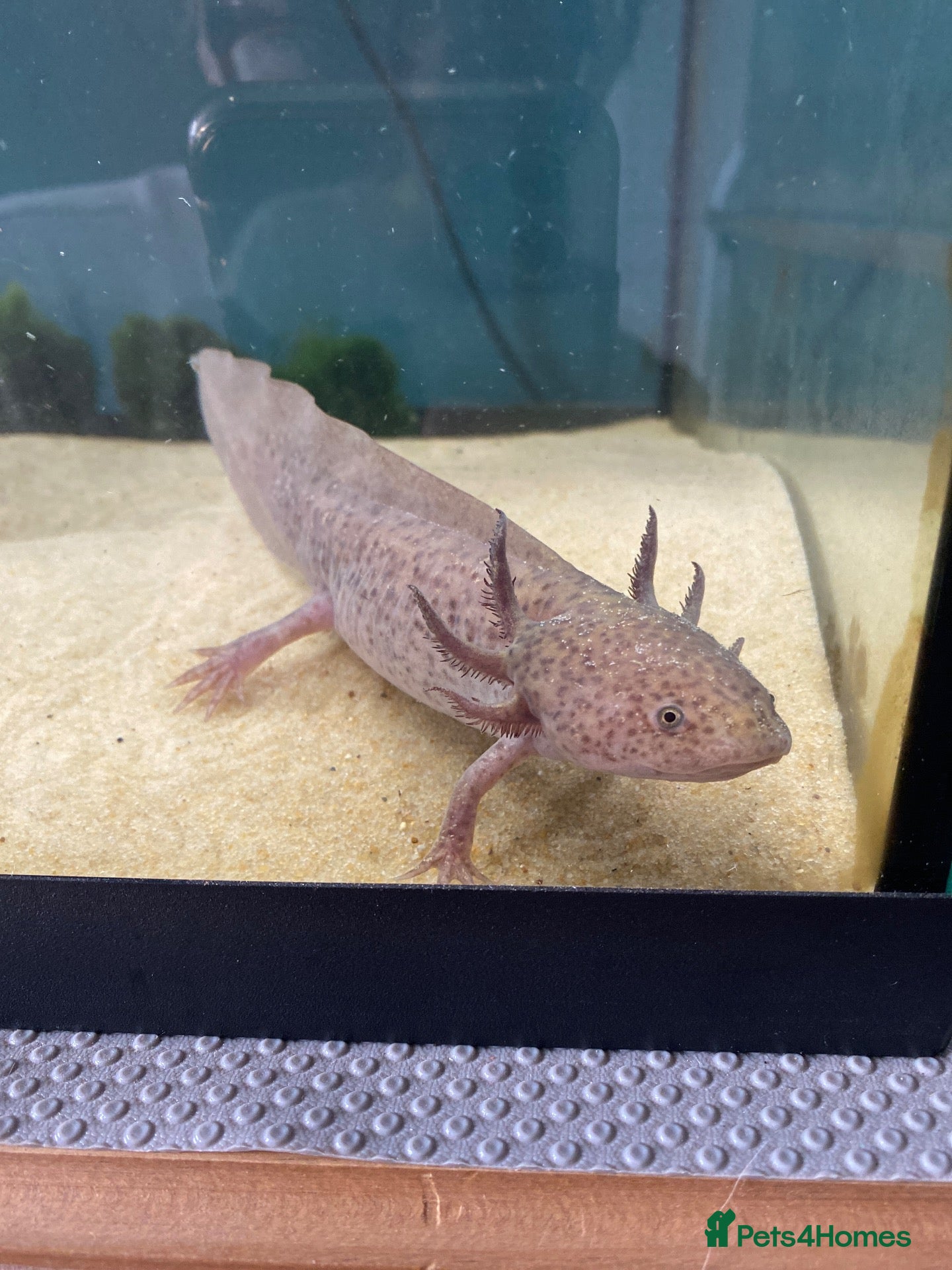 Axolotl reptiles Female axolotl for sale - Advert 4