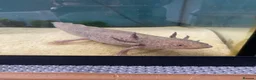Axolotl reptiles for sale: Female axolotl for sale - Advert 1
