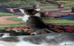 British Shorthair cats for sale: British Short Hair x Domestic Short Hair - Image 26