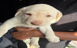 Labrador Retriever dogs for sale: EXCELLENT &UNIQUE LAB PUPPIES AV 12 NOV £1450 - Image 38