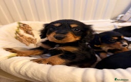 Cocker Spaniel dogs for sale: Pedigree Cocker spaniel puppies for sale  - Image 8
