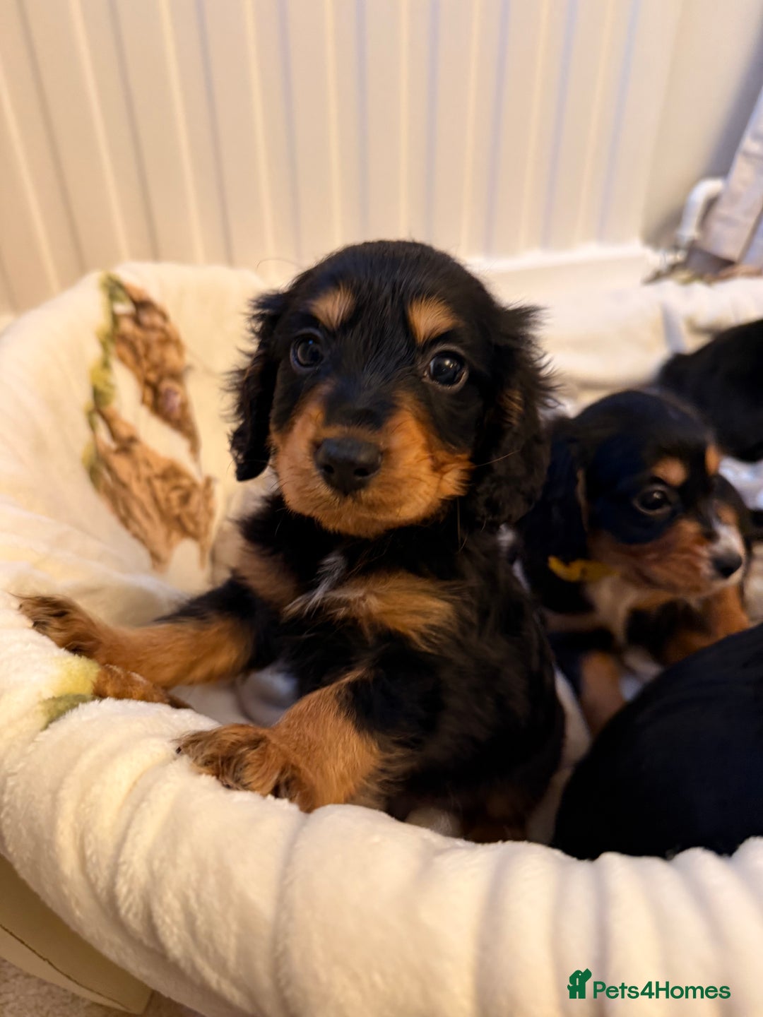 Cocker Spaniel dogs for sale: Pedigree Cocker spaniel puppies for sale  - Image 8