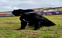 Staffordshire Bull Terrier dogs for stud: TOP QUALITY STUD WITH THE BEST BLOODLINES in Swansea - Image 5