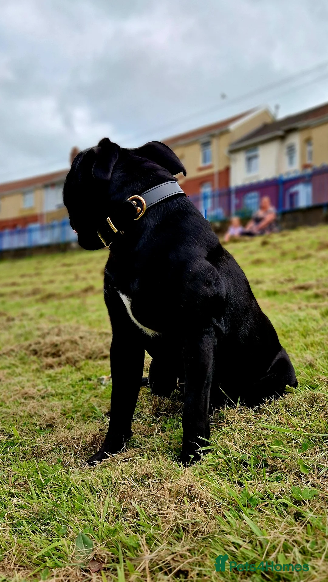 Staffordshire Bull Terrier dogs for stud:  PROVEN BEST BLACK CHAMPION LINES STUD in Swansea - Advert 6