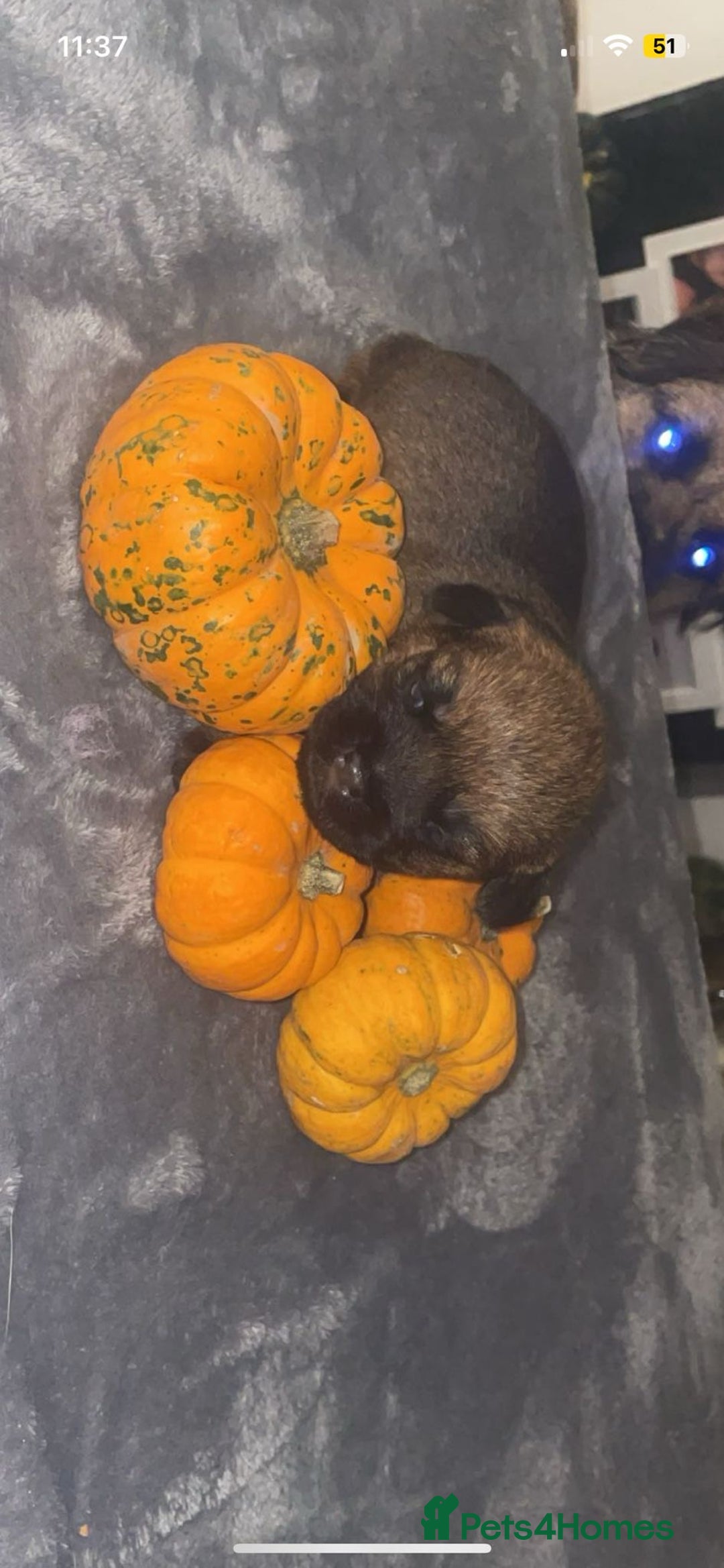 Border Terrier dogs for sale: Border Terrier Pup Family Man’s Best Friend - Advert 4