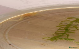 Axolotl reptiles for sale: Axolotl  - Advert 4