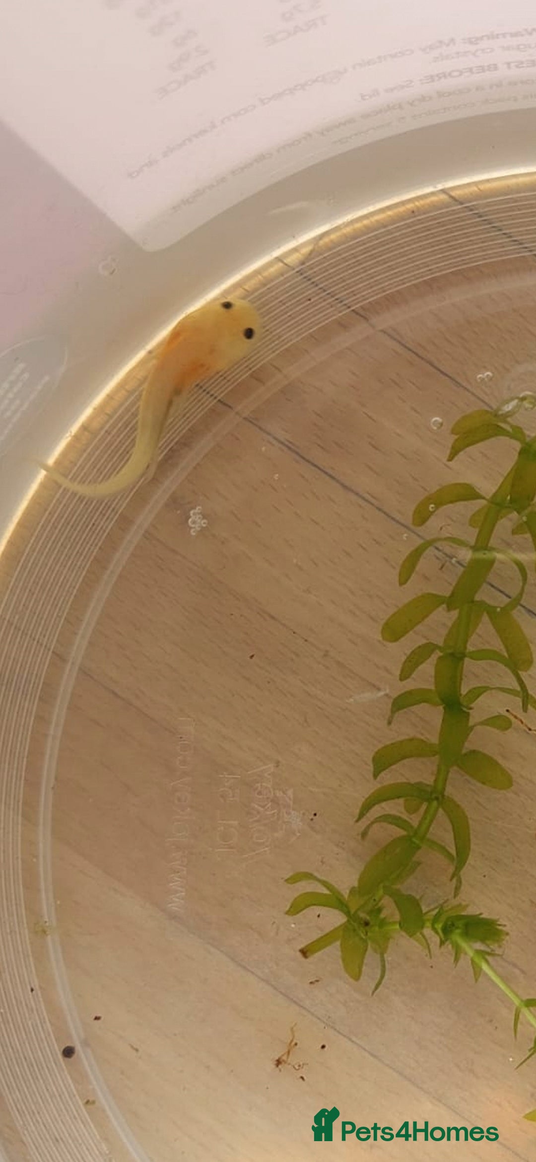 Axolotl reptiles for sale: Axolotl  - Advert 4