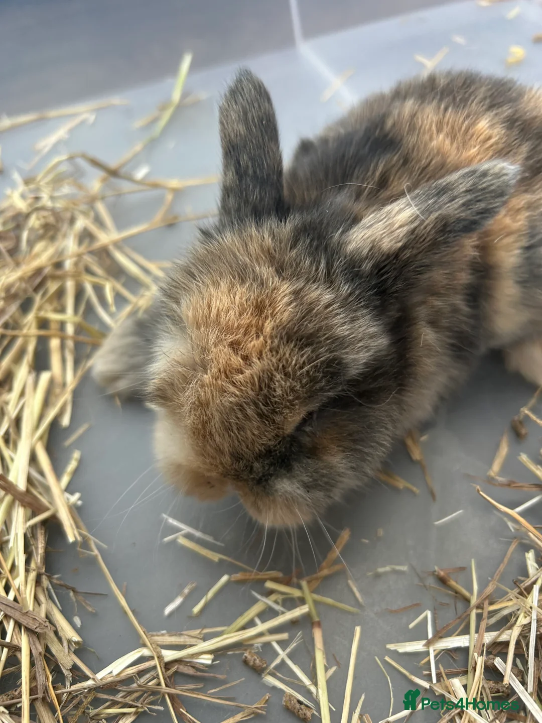 Mini Lop rabbits for sale: Mini Lop Babies - Advert 21
