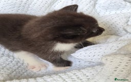 Mixed Breed cats for sale: 1 female kitten out litter of 3  - Image 7