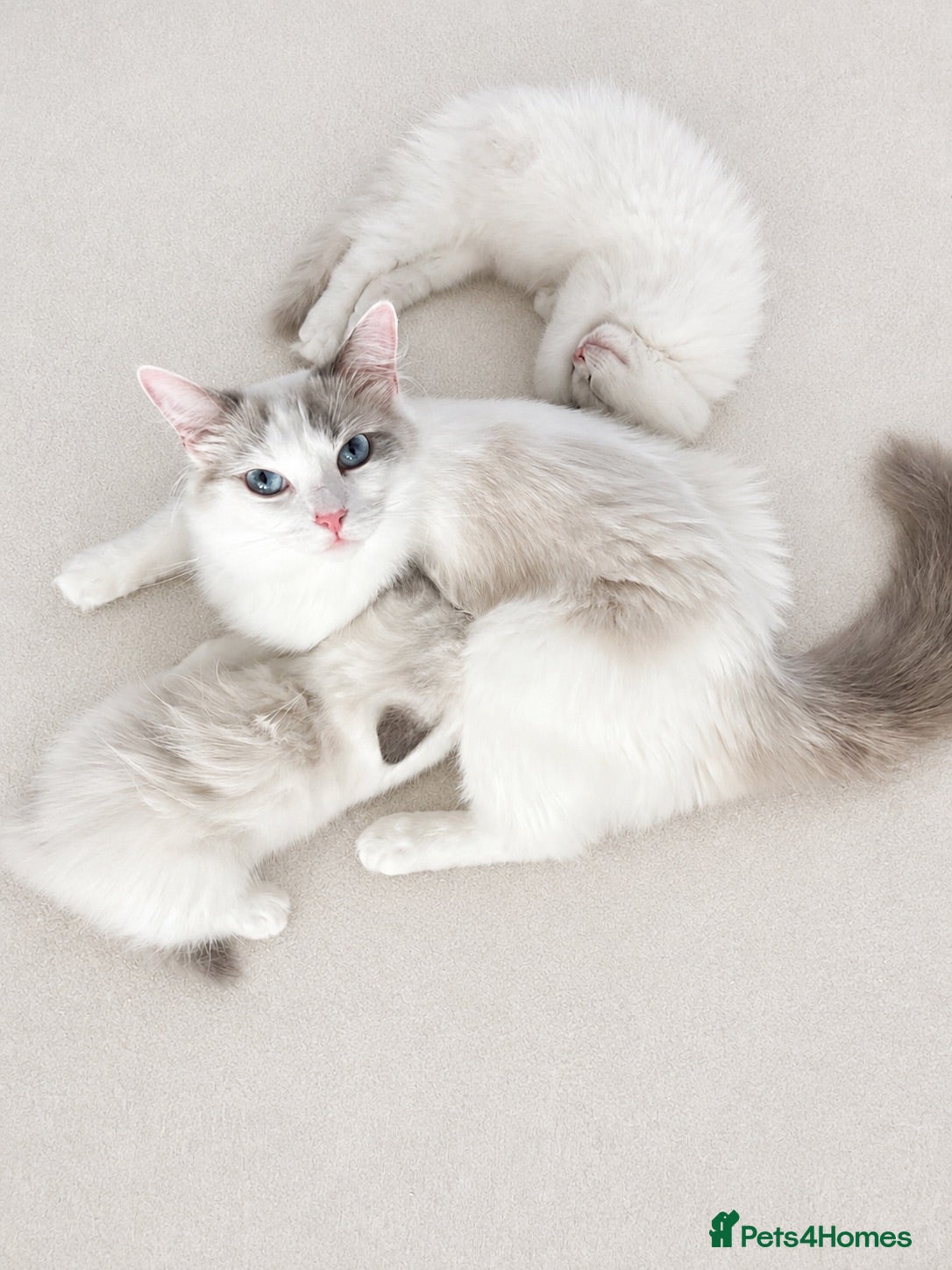 Ragdoll cats Beautifully Nurtured,Content Ragdoll Kittens - Advert 4