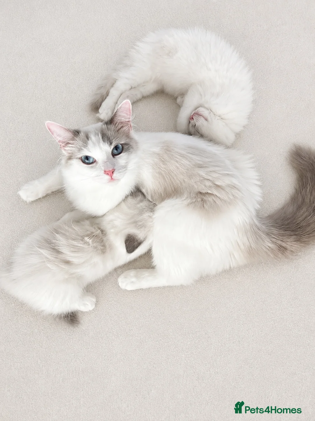 Ragdoll cats for sale: Beautifully Nurtured,Content Ragdoll Kittens - Advert 1