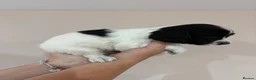 English Springer Spaniel dogs for sale:  KC registered English springer spaniel puppies - Advert 14