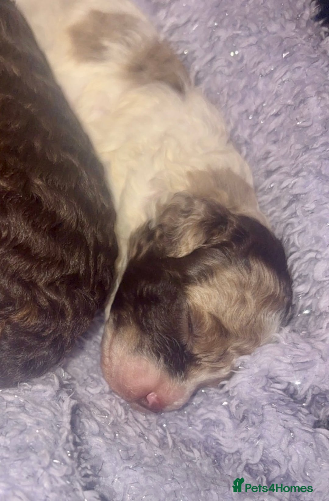 Miniature Poodle dogs for stud: Proven chocolate phantom merle mini poodle stud - Advert 6