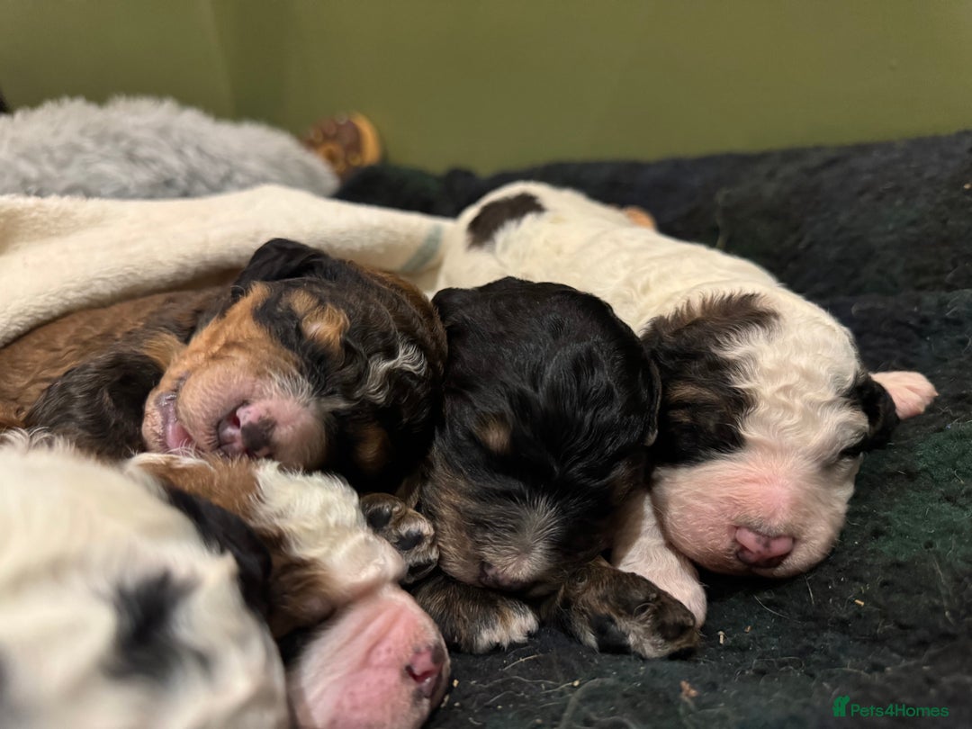 Bernedoodle dogs for sale: Bernedoodle F1B puppies - Image 10