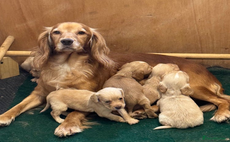 Cocker Spaniel dogs - Advert 1