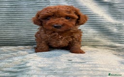 Toy Poodle dogs for sale: TINY TOY POODLE PUPPIES 5🌟LICENSED BREEDER  - Image 6