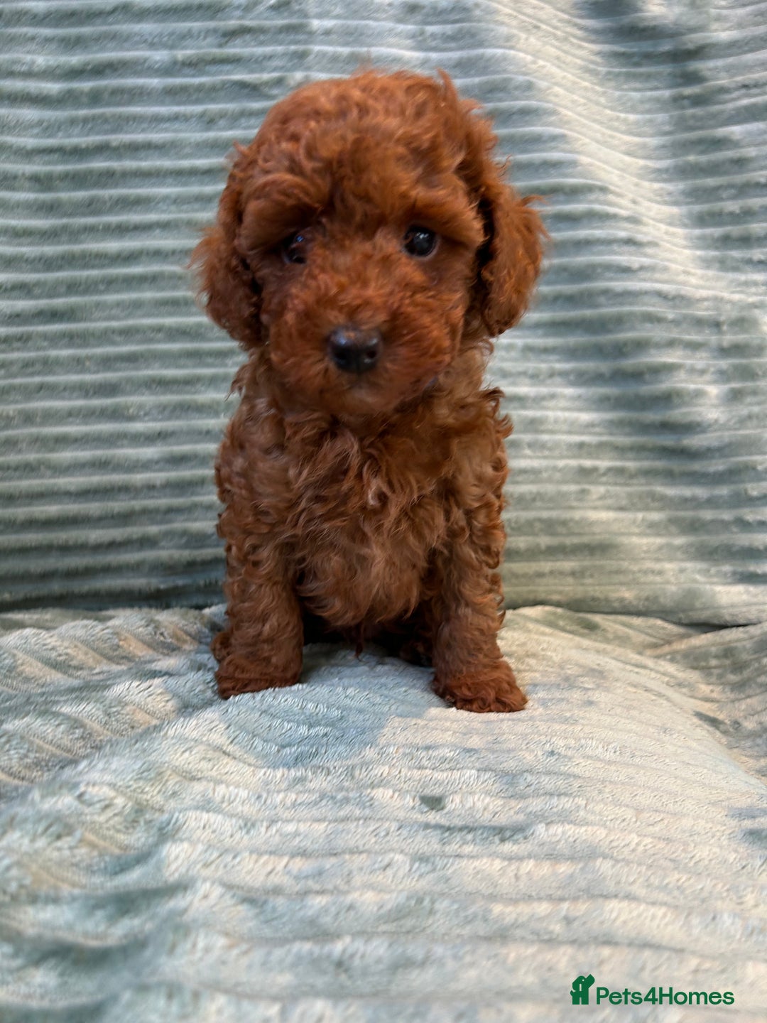 Toy Poodle dogs for sale: TINY TOY POODLE PUPPIES 5🌟LICENSED BREEDER  - Image 6