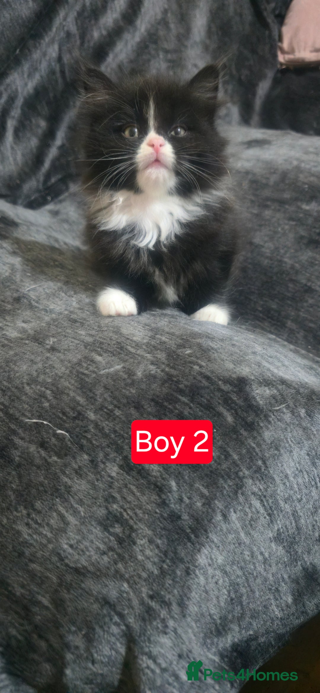 Mixed Breed cats for sale: Lovely Persian mixed kittens for sale - Advert 10
