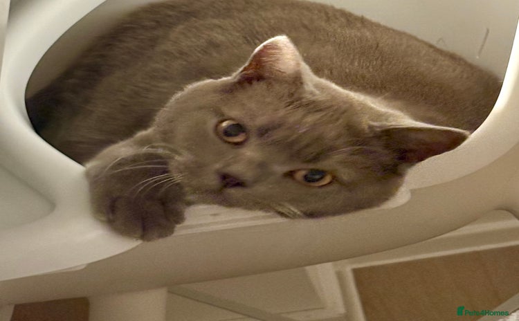 British Shorthair cats - Advert 2