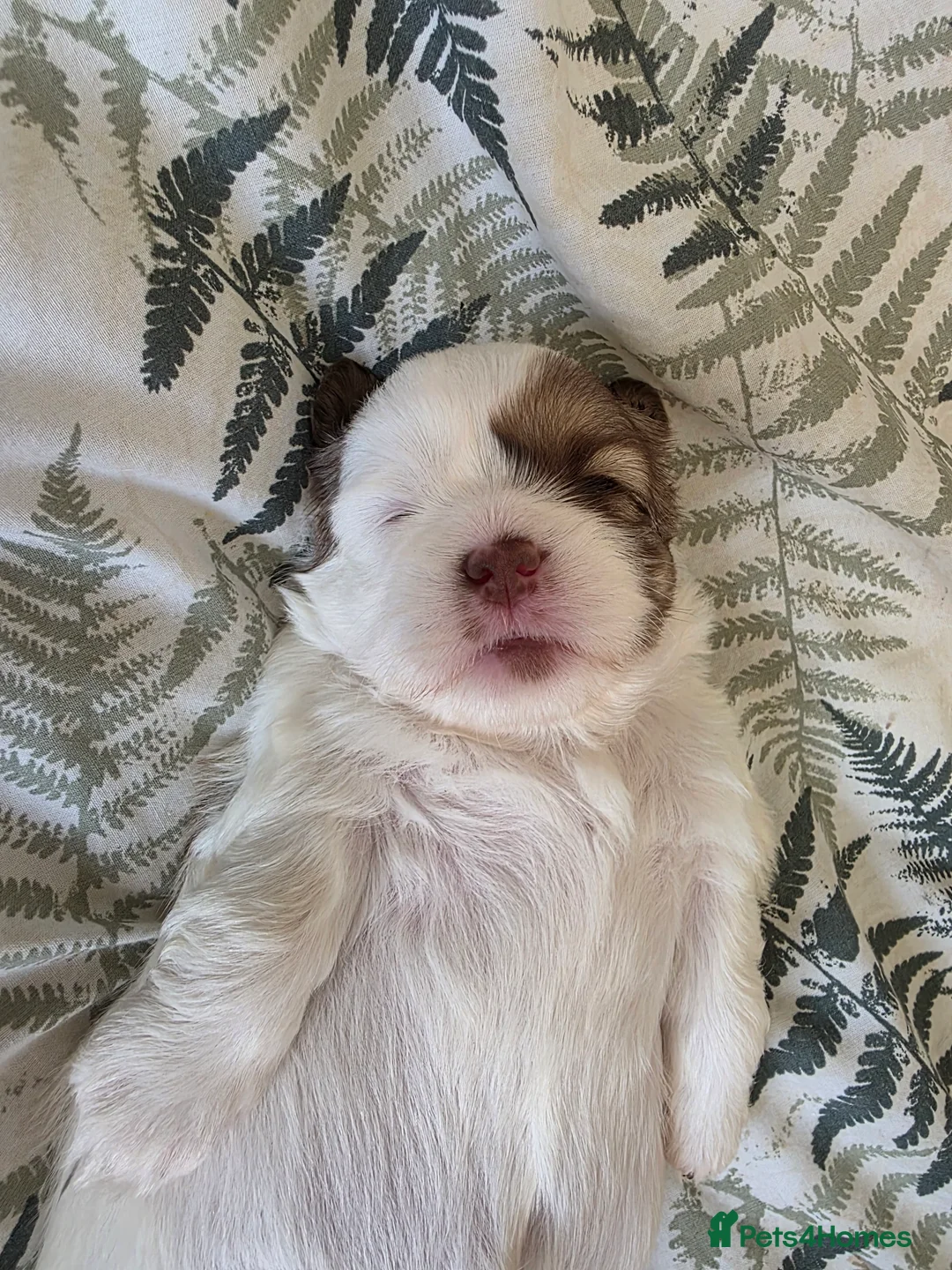 Shihpoo dogs for sale: Shitzu cross shihpoo 2puppies for sale  - Advert 2
