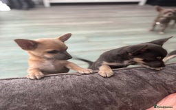 Chihuahua dogs for sale: 💙💛 Blue & tan pure breed deer head chihuahuas 💙 - Image 6