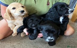 Cocker Spaniel dogs for sale: Working cocker spaniel pups  - Image 1