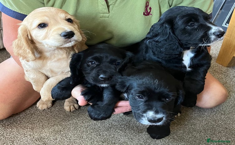 Cocker Spaniel dogs - Advert 3