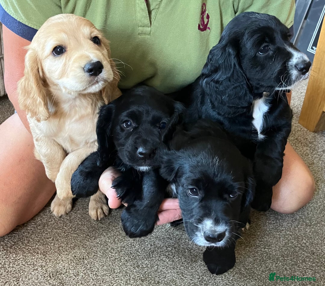 Cocker Spaniel dogs for sale: Working cocker spaniel pups  - Image 1